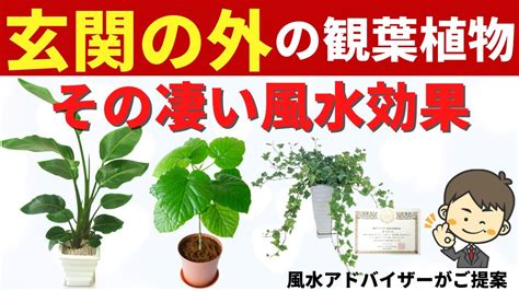 大葉植物 風水